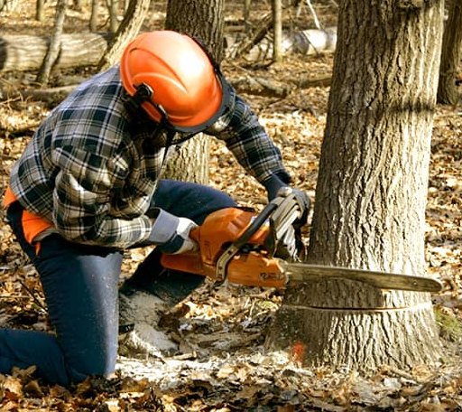 Tree Removal in Midpines, CA